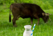 wellhealthorganic.com : buffalo milk good for health – Benefits, Nutrition, and Why It Can Be a Healthy Choice wellhealthorganic.com : buffalo milk good for health